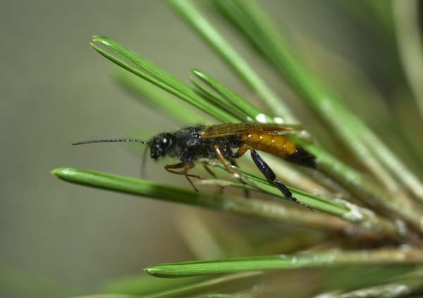 Sirex woodwasp | Sirex noctilio photo