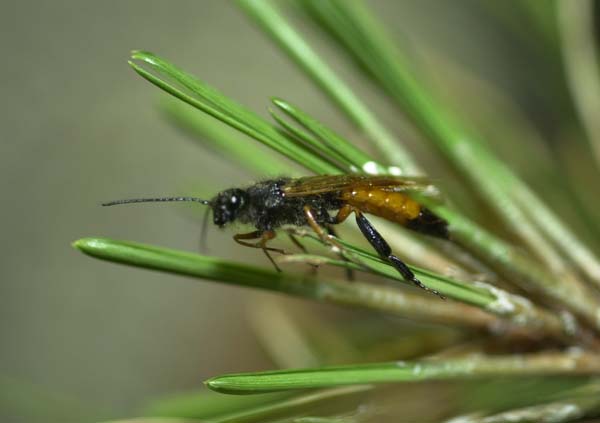 Sirex woodwasp | Sirex noctilio photo