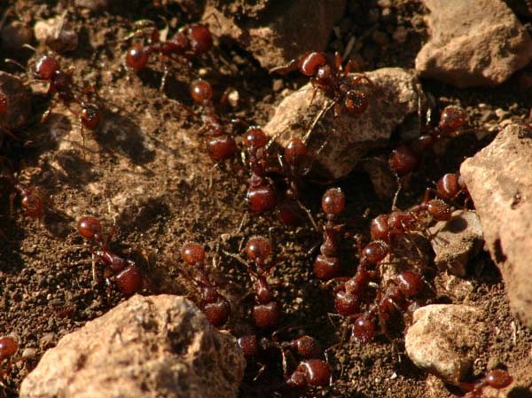 Red imported fire ant | Solenopsis invicta photo