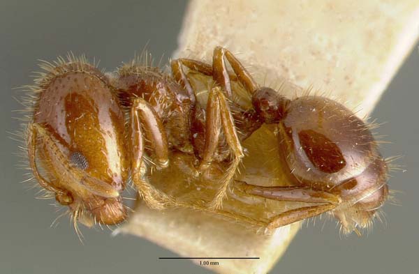Fire ant | Solenopsis geminata photo