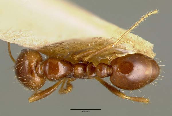 Fire ant | Solenopsis geminata photo