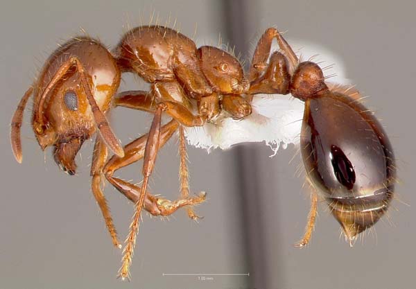 Red imported fire ant | Solenopsis invicta photo
