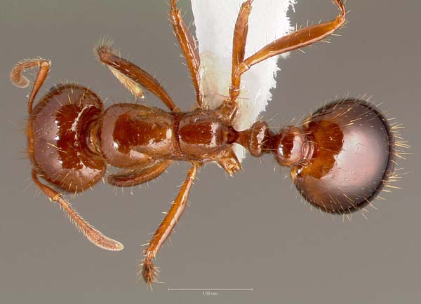 Red imported fire ant | Solenopsis invicta photo