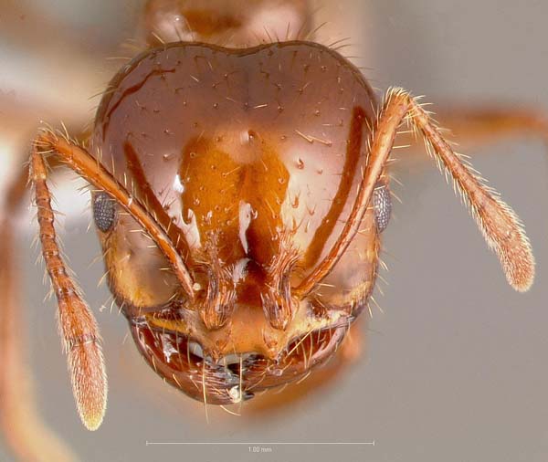 Red imported fire ant | Solenopsis invicta photo