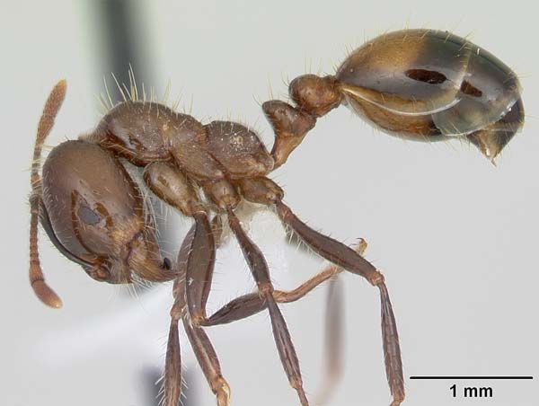 Black imported fire ant | Solenopsis richteri photo