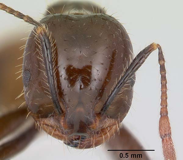 Black imported fire ant | Solenopsis richteri photo