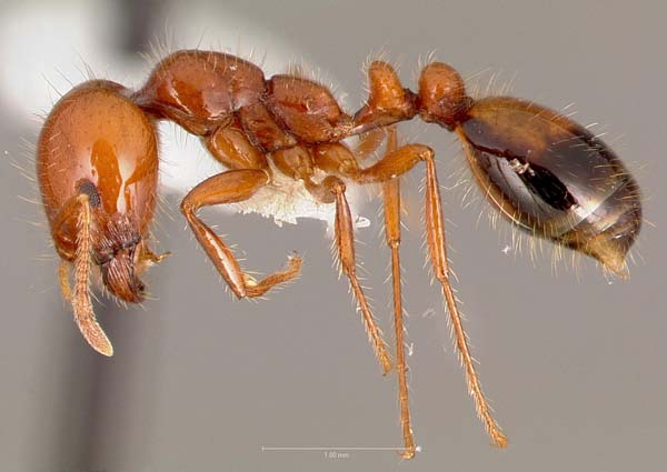 Southern fire ant | Solenopsis xyloni photo