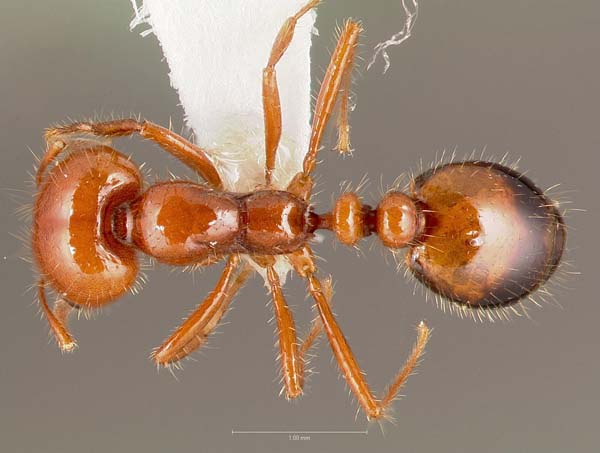 Southern fire ant | Solenopsis xyloni photo