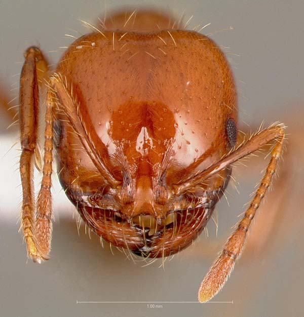 Southern fire ant | Solenopsis xyloni photo