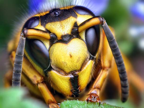 Southern yellowjacket | Vespula squamosa photo