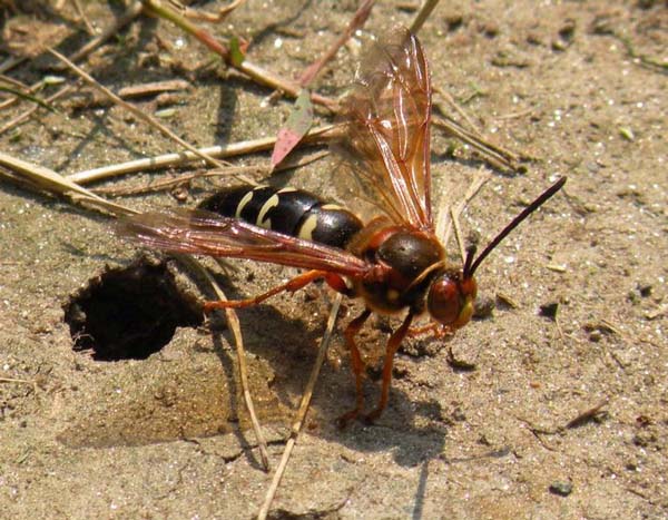 Cicada killer | Sphecius speciosus photo