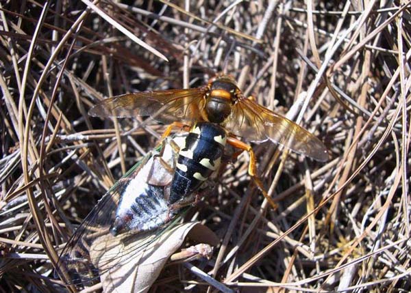 Cicada killer | Sphecius speciosus photo