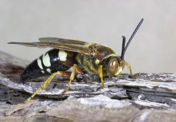 Cicada killer | Sphecius speciosus photo