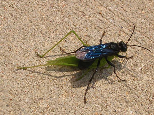 Great black wasp | Sphex pensylvanicus photo