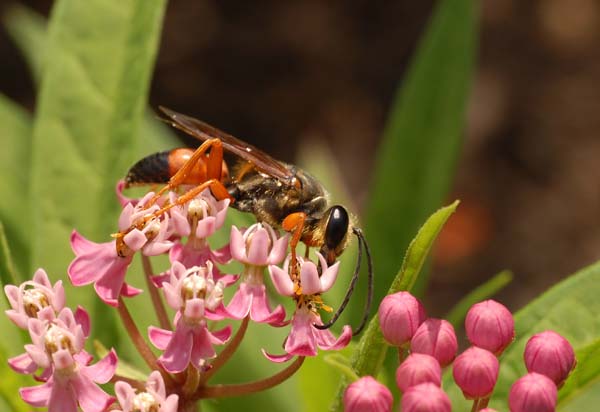 Great golden digger wasp | Sphex ichneumoneus photo