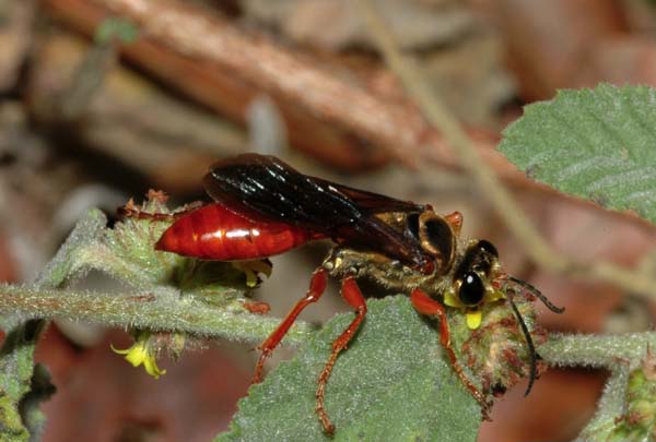 Mud-daubers | Sphex jamaicensis photo