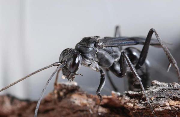 Great black wasp | Sphex pensylvanicus photo