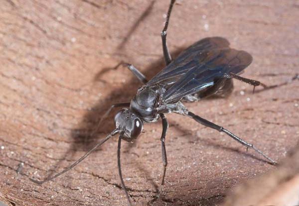 Great black wasp | Sphex pensylvanicus photo