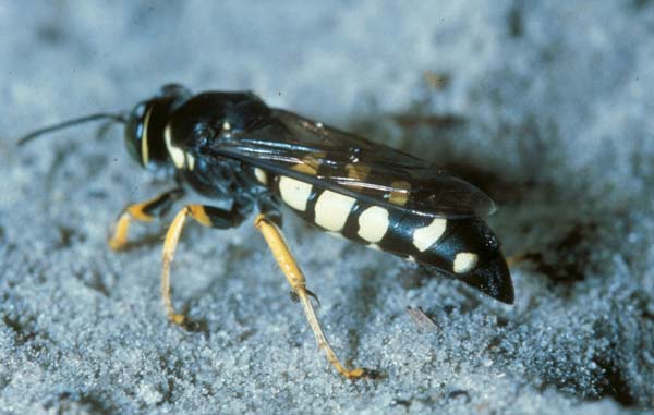 Horse guard wasp | Stictia carolina photo