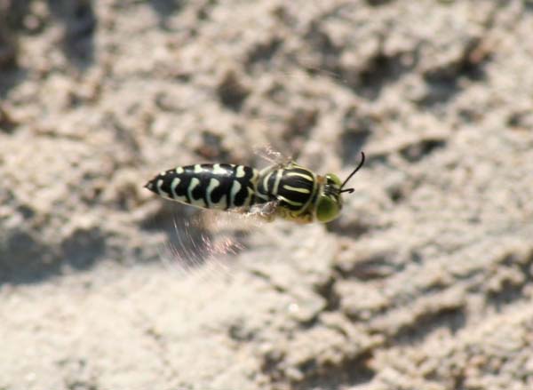 Horse guard wasp | Stictia signata photo