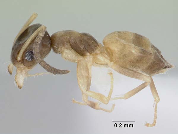 Ghost ant | Tapinoma melanocephalum photo