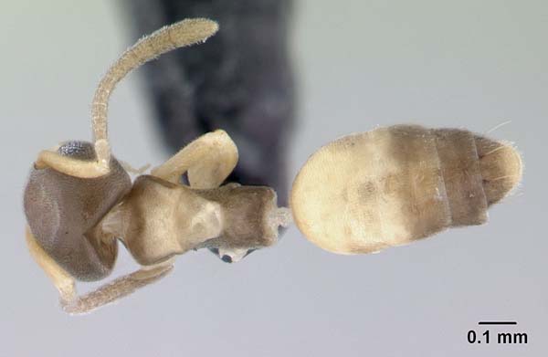 Ghost ant | Tapinoma melanocephalum photo