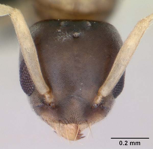 Ghost ant | Tapinoma melanocephalum photo