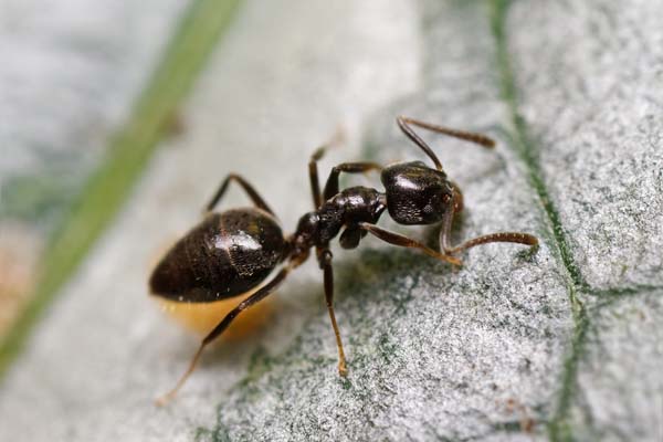 Odorous house ant | Tapinoma sessile photo