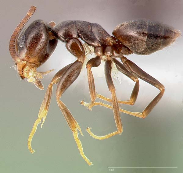 Odorous house ant | Tapinoma sessile photo