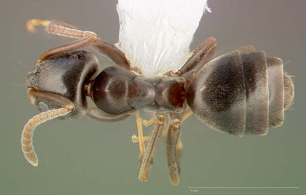 Odorous house ant | Tapinoma sessile photo