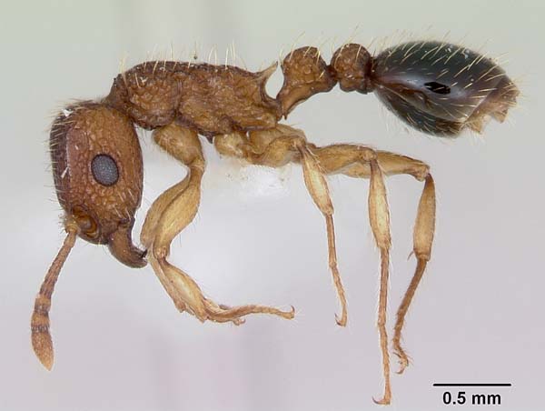 Tramp ant | Tetramorium bicarinatum photo