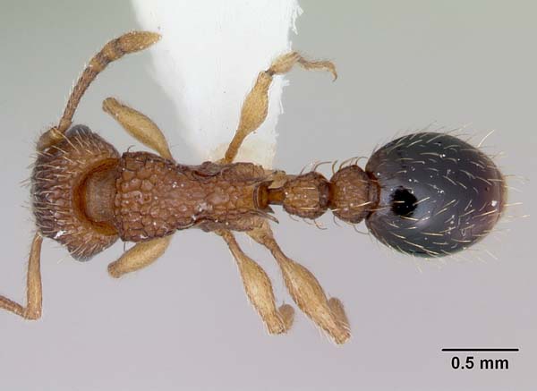 Tramp ant | Tetramorium bicarinatum photo