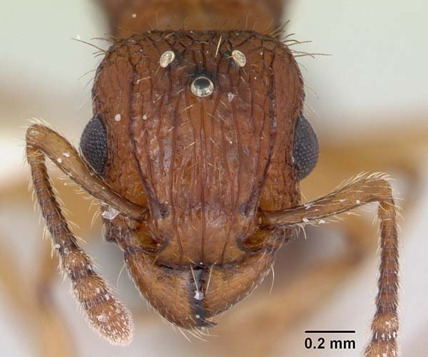 Tramp ant | Tetramorium bicarinatum photo