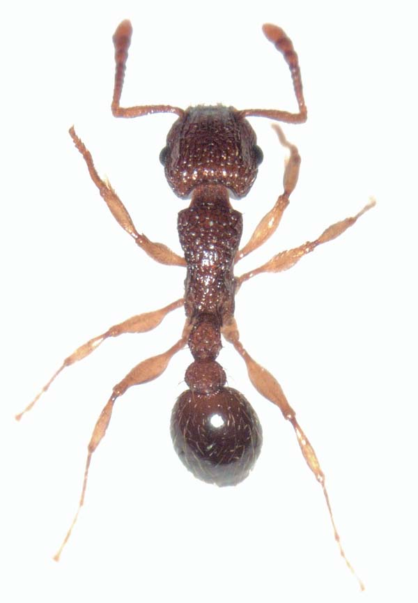 Tramp ant | Tetramorium bicarinatum photo