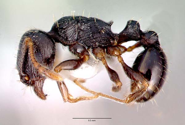 Pavement ant | Tetramorium caespitum photo
