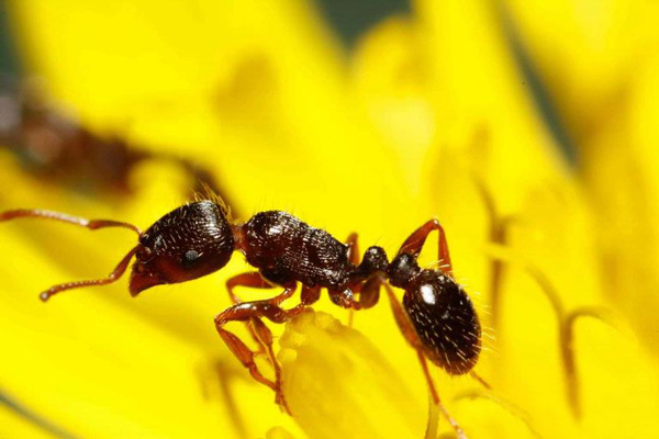 Pavement ant | Tetramorium caespitum photo