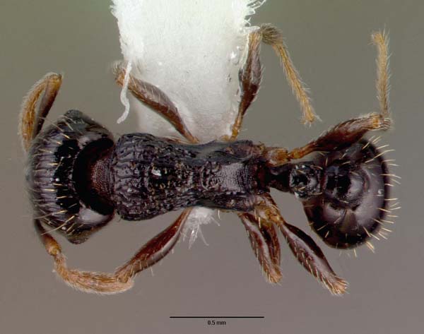 Pavement ant | Tetramorium caespitum photo