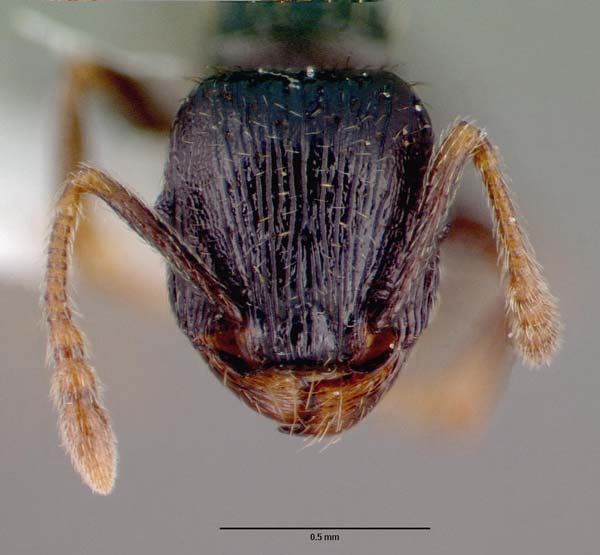 Pavement ant | Tetramorium caespitum photo