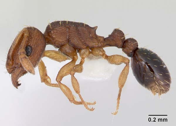 Ant | Tetramorium simillimum photo