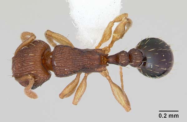 Ant | Tetramorium simillimum photo