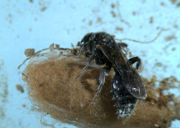 Tiphiid wasp | Tiphia vernalis photo