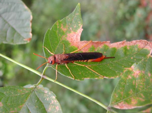 Pigeon tremex | Tremex columba photo