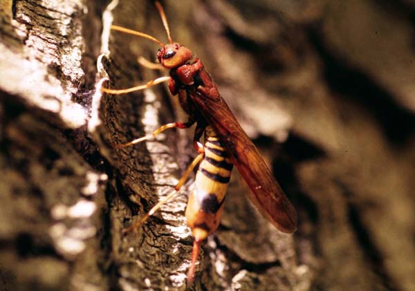 Pigeon tremex | Tremex columba photo