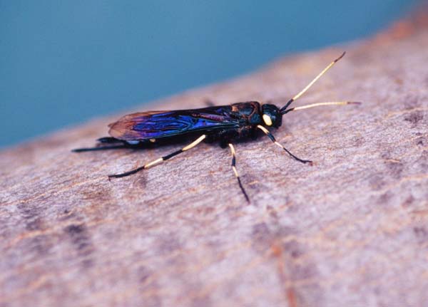 White-horned horntail | Urocerus albicornis photo