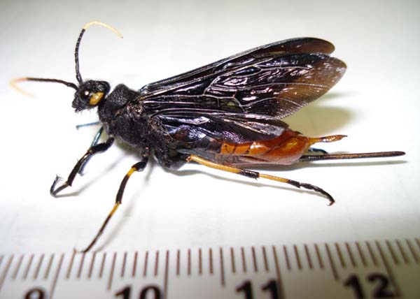 Siricid woodwasp | Urocerus cressoni photo