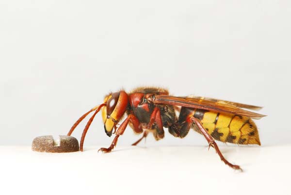 European hornet | Vespa crabro photo