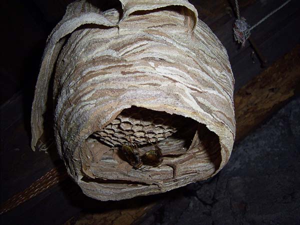 European hornet | Vespa crabro photo