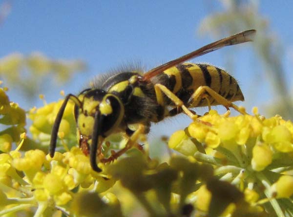 Western yellowjacket | Vespula pensylvanica photo