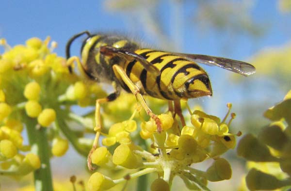 Western yellowjacket | Vespula pensylvanica photo