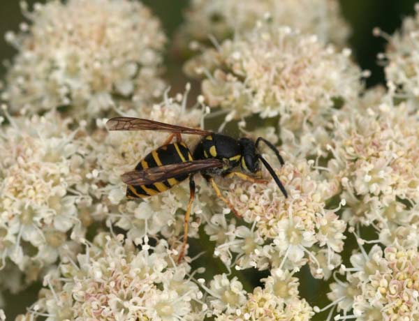 Forest yellowjacket | Vespula acadica photo